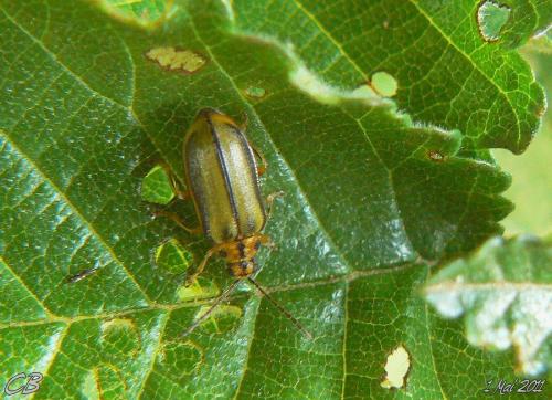 Réf. 218 971 : Xanthogaleruca luteola